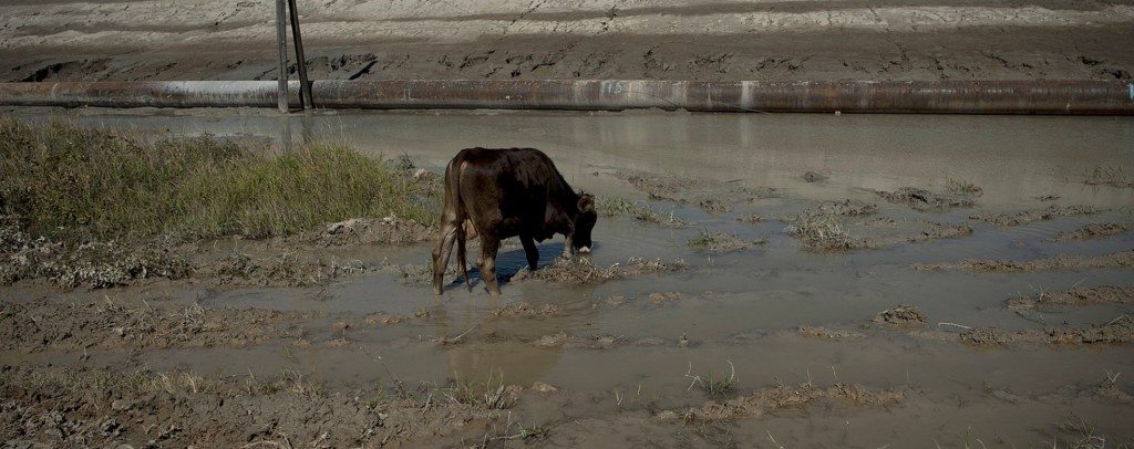 A cow drinking water from the Artsvanik tailing pond from the Zangezur Copper-Molybdenum mine in Kajaran. (Photo by Nazik Armenakyan)