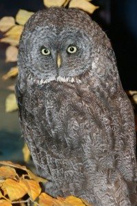 With an owl, who’s watching who?