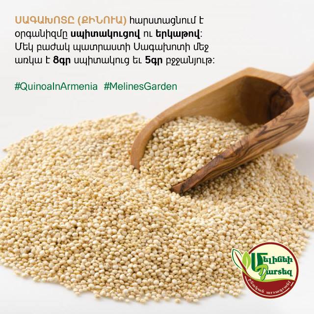Promotional material on quinoa in Armenia 