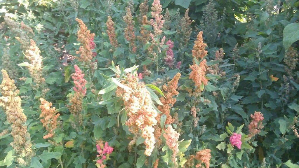 Quinoa plants in Halidzor