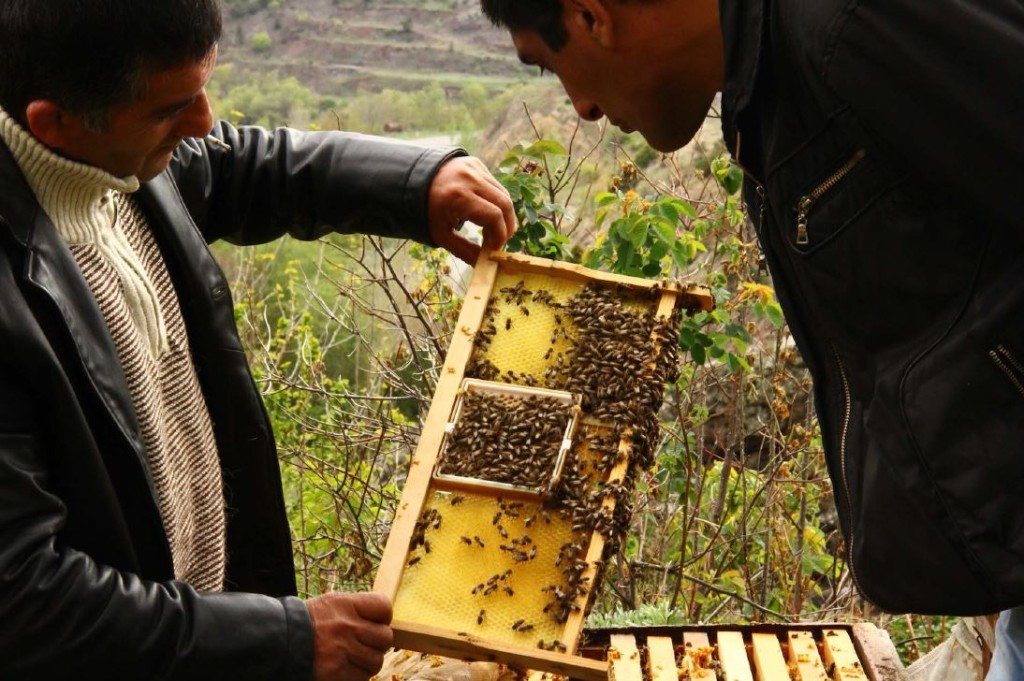 ONEArmenia launched a new campaign to initiate beekeeping activities in the border village of Baghanis.