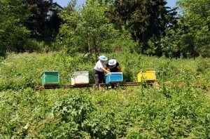 The installation of 72 beehives in Baghanis will not only improve the villagers’ living conditions, but will have a positive impact on the surrounding environment by bringing pollinating honeybees to the region.