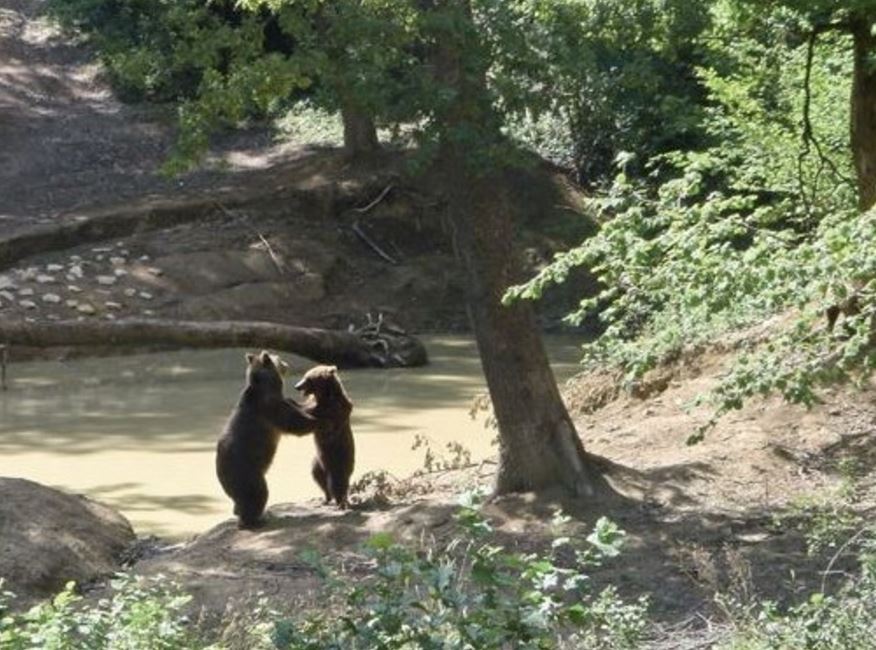 Two bears at the Libearty Sanctuary in Romania (Photo: Libearty Sanctuary website)