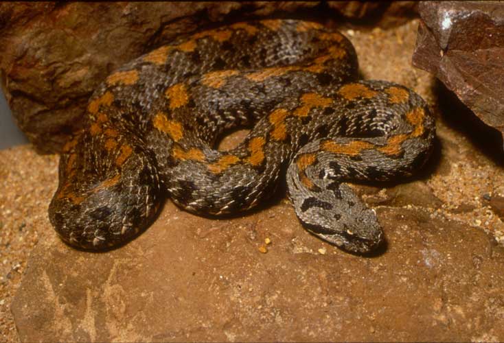 Armenian Viper  Saint Louis Zoo